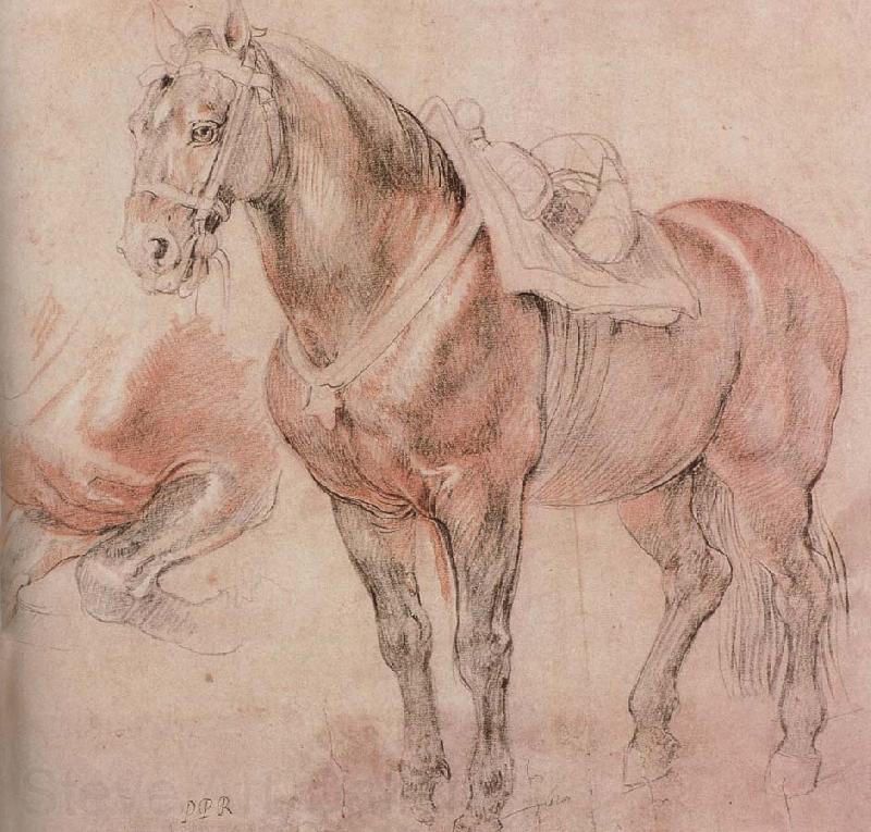 Peter Paul Rubens Horse Spain oil painting art